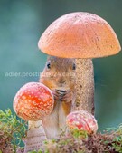 Анкета проститутки Аврора - метро Нагатино-Садовники, возраст - 34