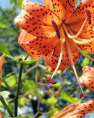 Анкета проститутки Аврора - метро Нагатино-Садовники, возраст - 34